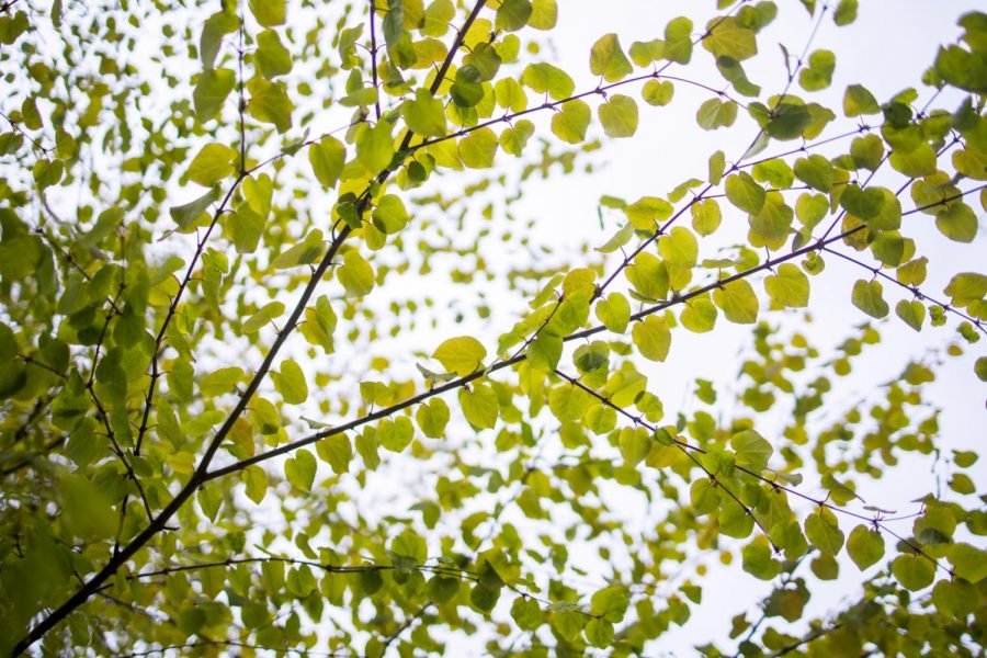 Seattle U CEJS Hosts Events in Honor of Earth Month